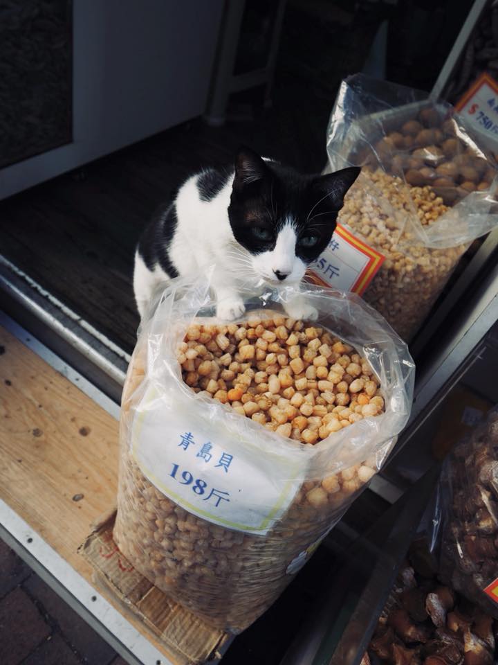 26815260_10209982749596496_4613627066293361715_n